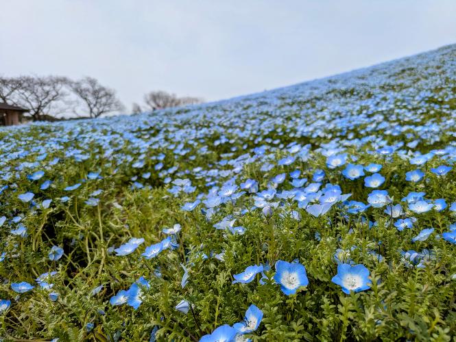海の中道海浜公園　4月初旬から下旬にかけて、満開のネモフィラを見ることができます。