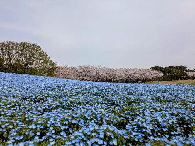 海の中道海浜公園　4月初旬にはネモフィラと桜を同時に見る事ができます。