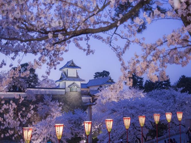 ■金沢城公園｜桜の見ごろは毎年4月上旬ごろです。ゆったりと庭園散策が楽しめます　[写真提供:金沢市]