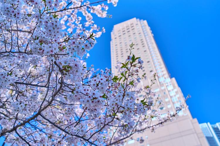 ホテル外観 桜(昼)