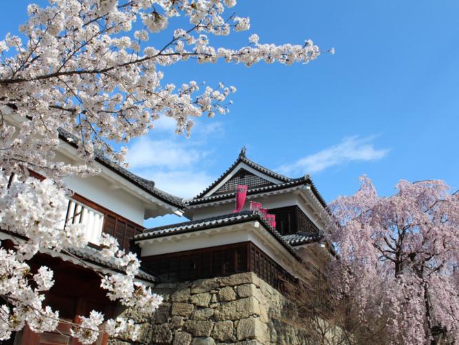 上田城跡公園の桜