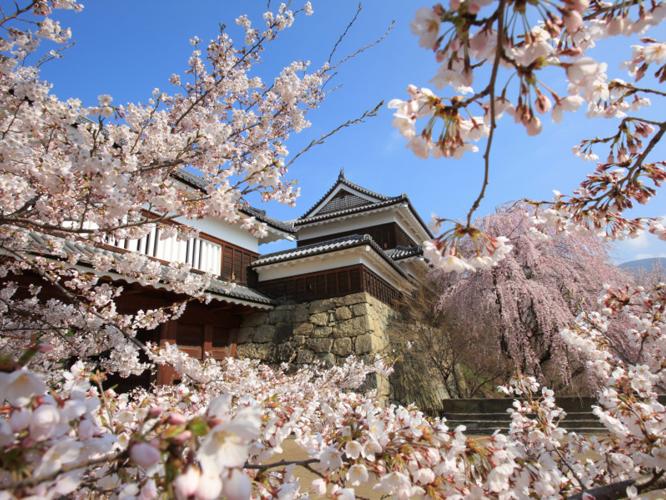 上田城跡公園の桜