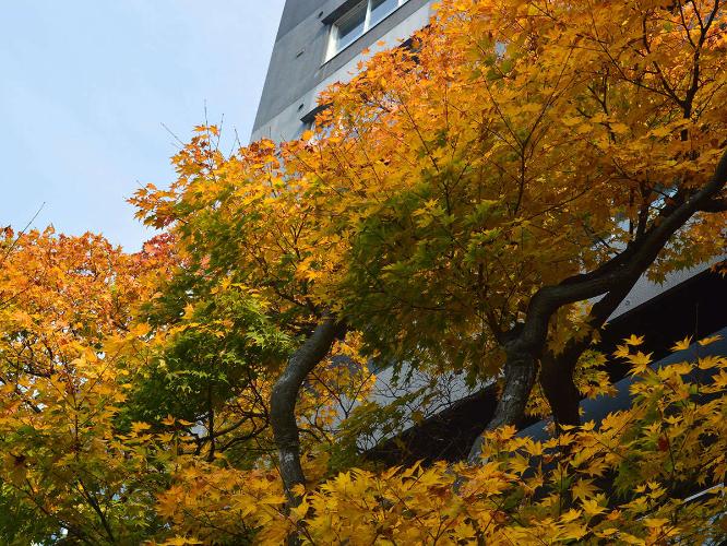 【日本庭園】＜秋＞の日差しに照らされ輝く紅葉の木々