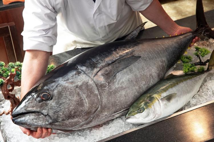 夕食バイキング／解体したばかりのマグロを刺身で。贅沢な海の幸をご満喫いただけます。（イメージ）