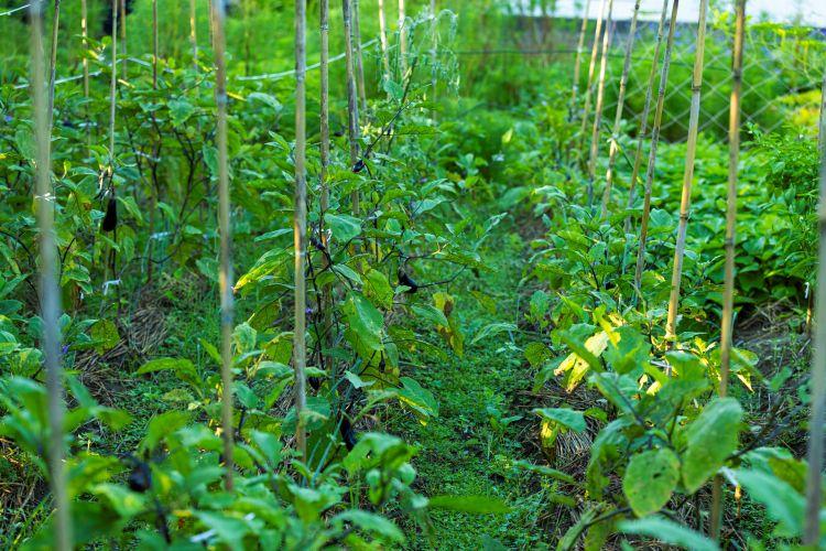 季節野菜を栽培中