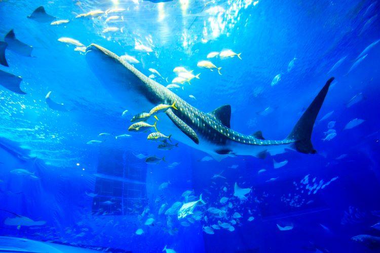 美ら海水族館