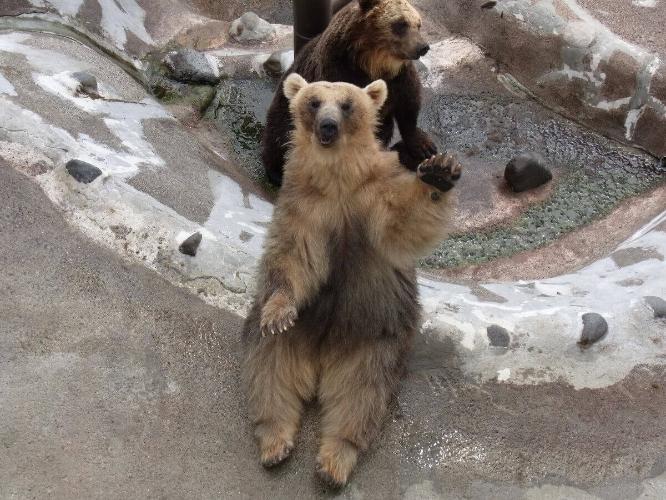 「登別クマ牧場」はホテルから徒歩およそ１５分。