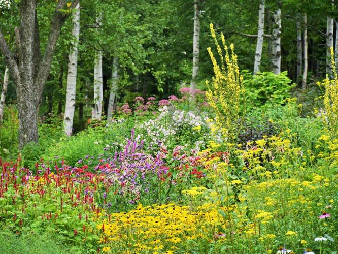 【大雪森のガーデン】森の花園／ハーブや野草などの多様な植物で構成されるガーデン（8月下旬）