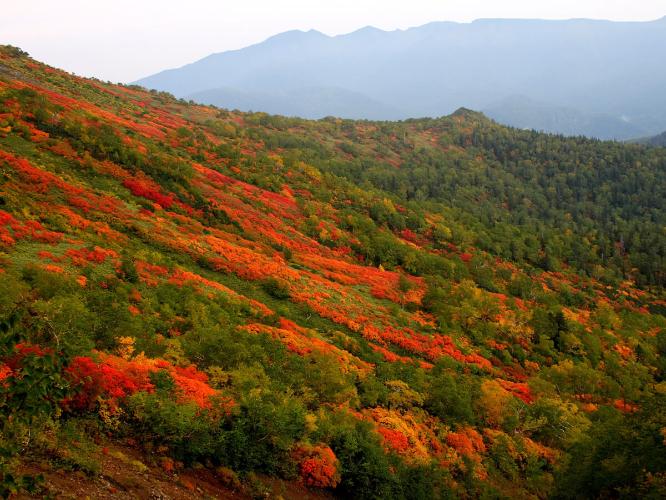 色鮮やかなグラデーションが美しい紅葉の名所「銀泉台」