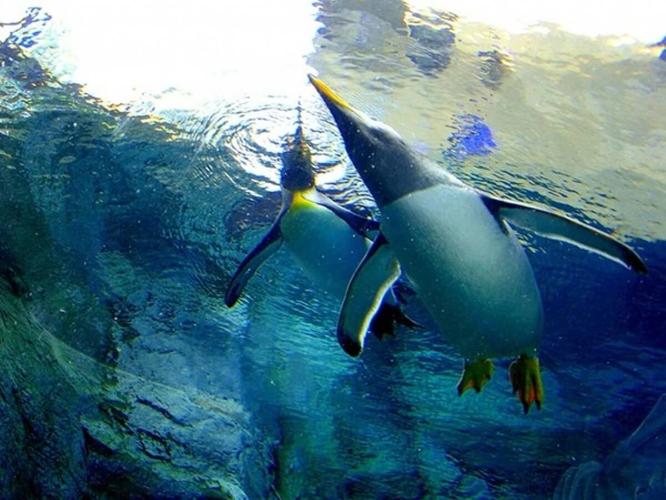【旭山動物園】人気のペンギンを見に行こう！