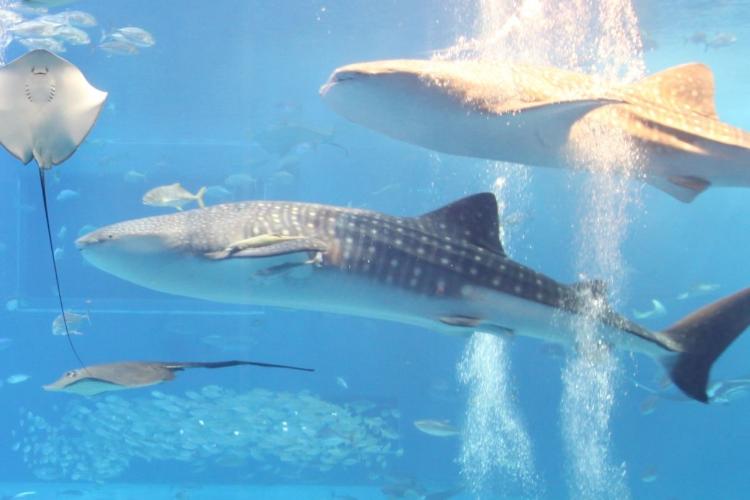 美ら海水族館／ホテルからお車で約1時間40分。本部半島の海洋博公園内にあり、ジンベエザメなど多彩な海の生き物を展示しています。