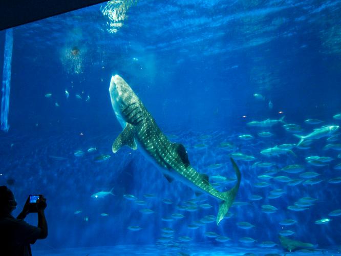 いおワールドかごしま水族館（黒潮大水槽）　写真提供：かごしま水族館