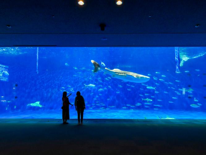 いおワールドかごしま水族館（黒潮大水槽）　写真提供：鹿児島市