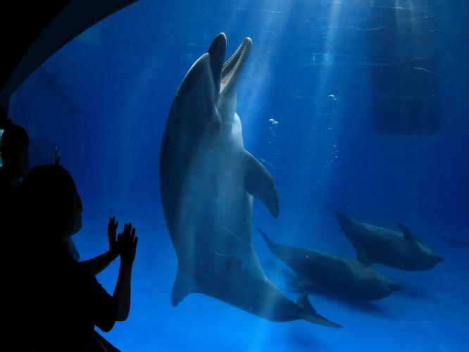 イルカ（出会いの海空間）　写真協力：かごしま水族館