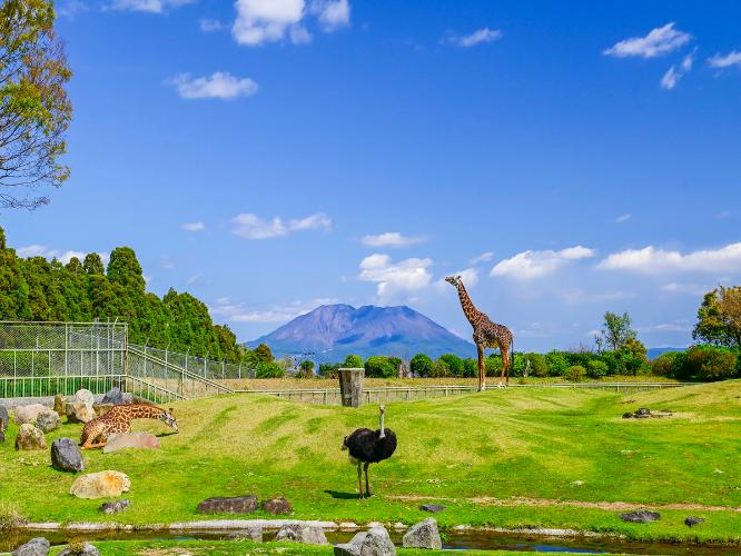 平川動物公園 （アフリカ草原ゾーン）　写真協力：鹿児島市