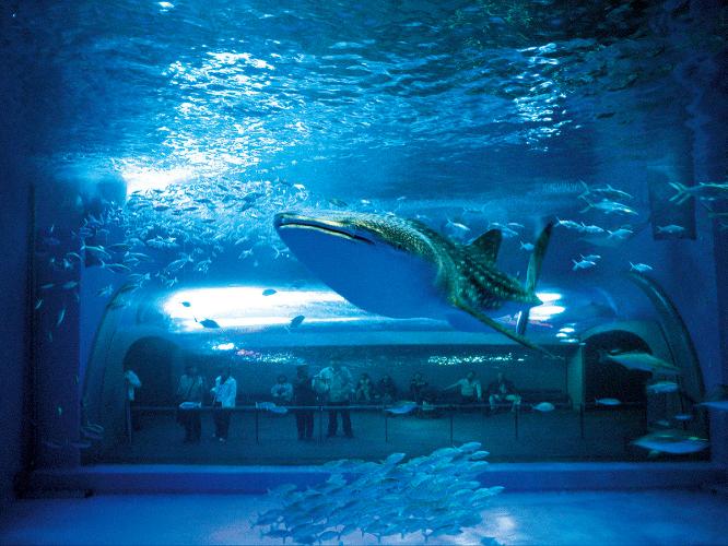 いおワールドかごしま水族館（黒潮大水槽）　写真協力：かごしま水族館