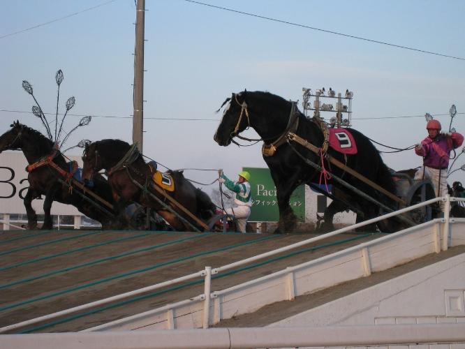 【ばんえい競馬】世界で唯一の競馬。大迫力のレースはお子様も一緒に目の前で楽しめます！
