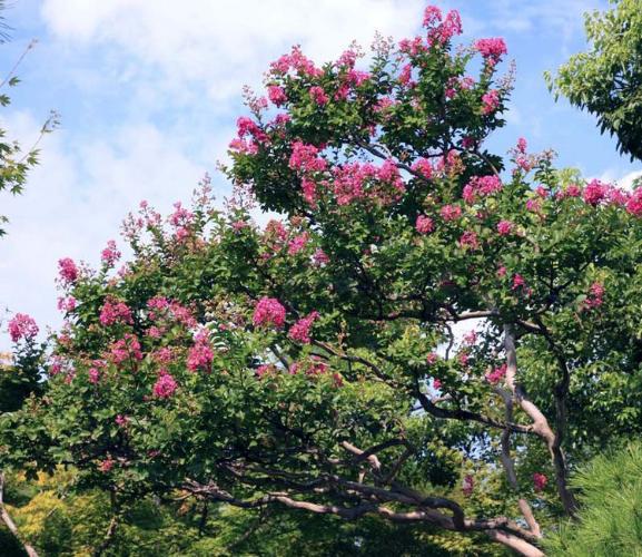 ■由志園のサルスベリ(8月)夏から秋にかけて長い間、綺麗な薄桃色の花を咲かせます。