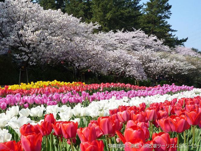 ＜はままつフラワーパーク＞四季折々の草花やライトアップを楽しめます☆