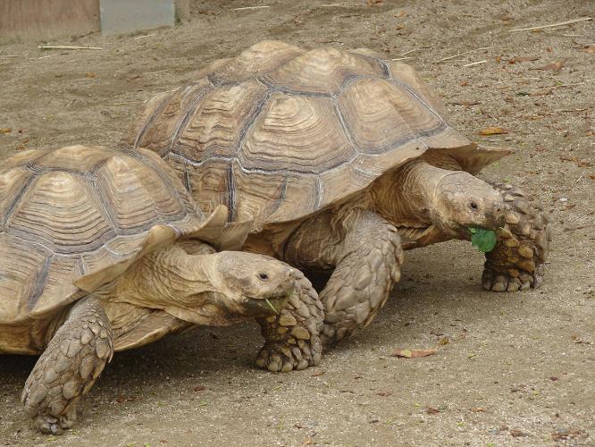 【到津の森公園】ホテルより車で約15分