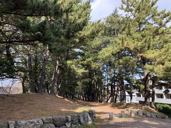 曲里の並木道◆ホテル目の前に続く並木道。江戸時代に徳川幕府が全国の街道に松や杉を植樹させた名残で、歴史を感じることができる空間です