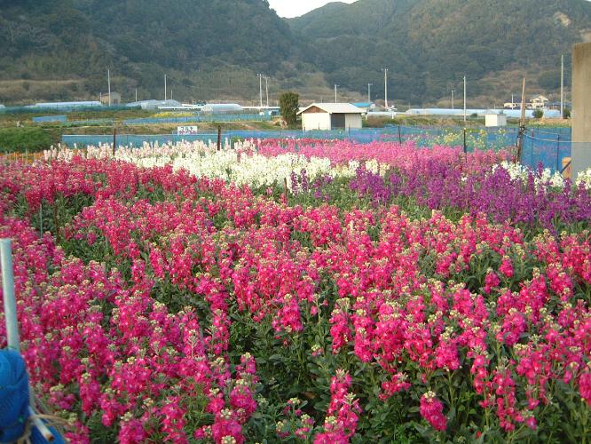 白間津のお花畑≪1月〜3月に、ポピー、キンセンカ、ストックなどが咲き、写真撮影にもおすすめ ≫