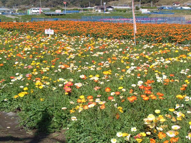 館山ファミリーパークのポピー畑≪12月上旬からゴールデンウィークまで花摘みができます≫