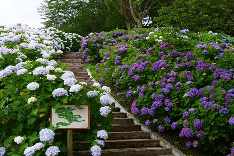 宮崎県観光協会　あじさい公園　写真提供：宮崎県観光協会