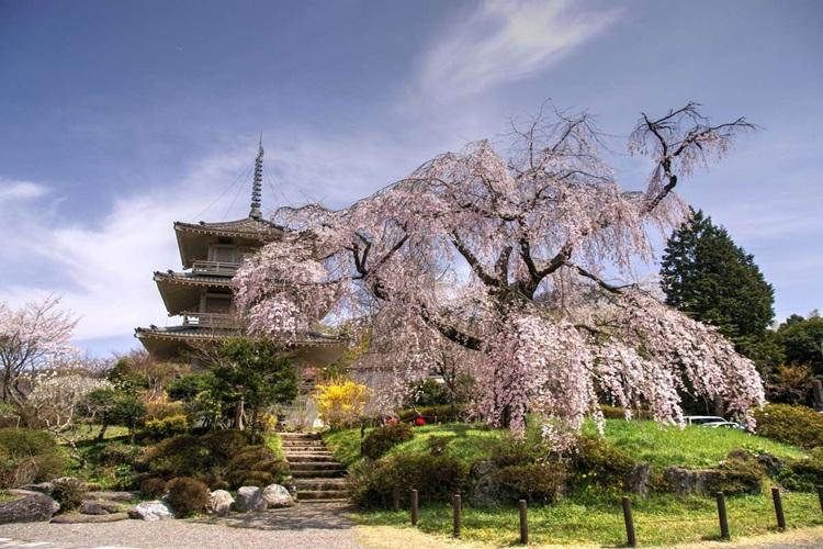 宮崎県観光協会　浄専寺しだれ桜　写真提供：宮崎県観光協会