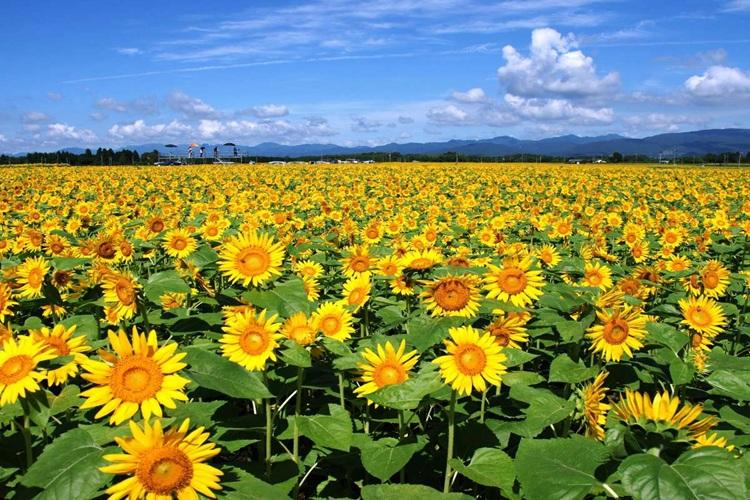 宮崎県観光協会　染ヶ岡のひまわり畑　写真提供：宮崎県観光協会