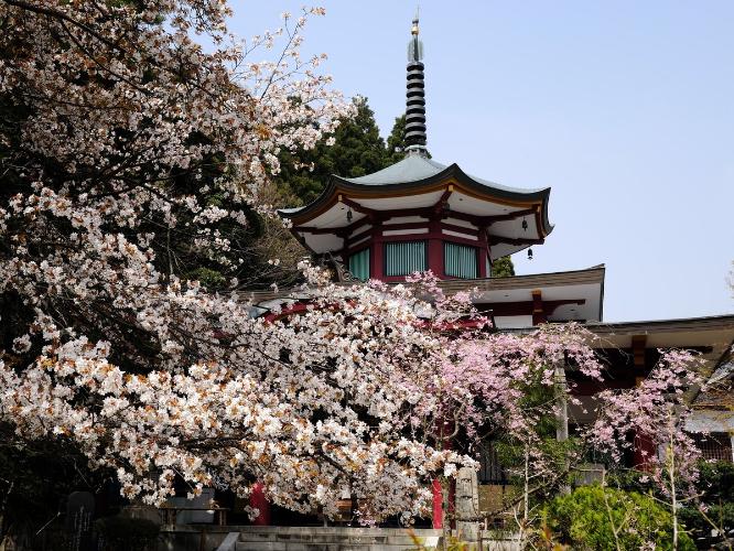 山中温泉お花見名所の一つ、医王寺の桜。