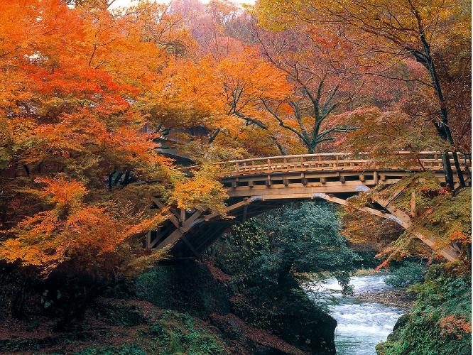 こおろぎ橋と鶴仙渓の紅葉。例年11月初めから徐々に色づき始めます。