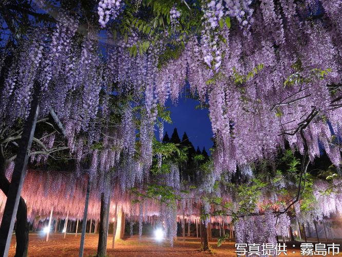 ≪和気公園≫全国から集めた藤の品種数は日本一。藤の見頃は4月下旬～5月上旬（当館から車で約25分）