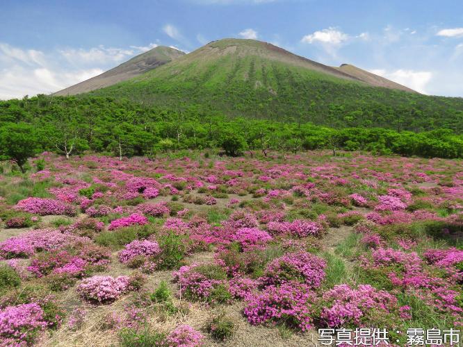 ≪霧島連山とミヤマキリシマ≫例年5月下旬～6月中旬、霧島山が薄紅に染まります。