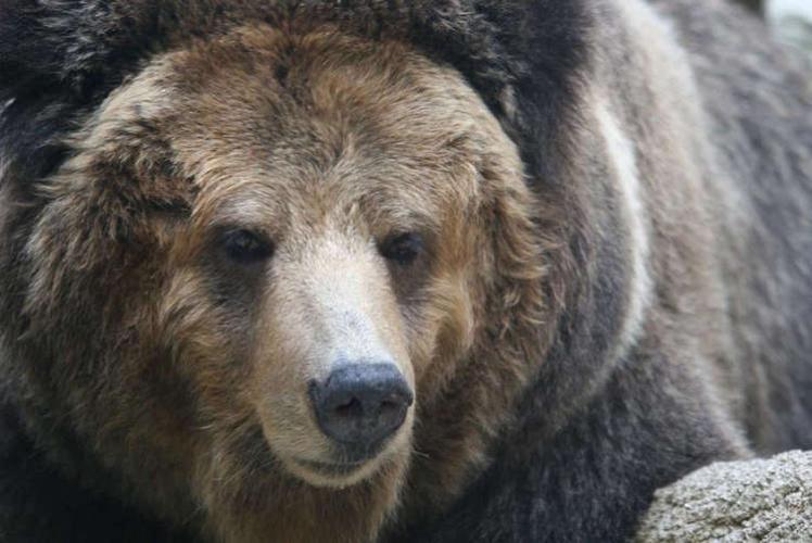 登別熊牧場／たくさんのヒグマが、遊んだりくつろぐ様子を間近に見ることが出来ます。