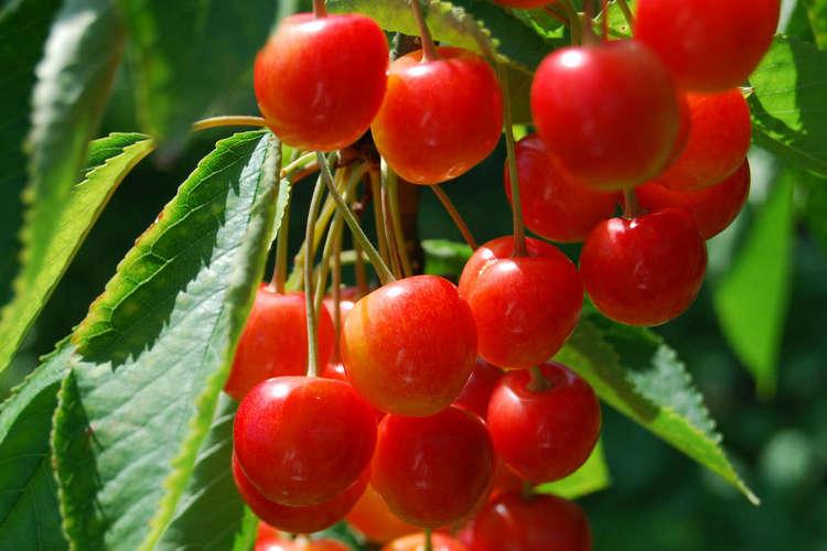 果物狩りでもぎたてのフルーツをほおばろう♪夏はさくらんぼ狩り※イメージ