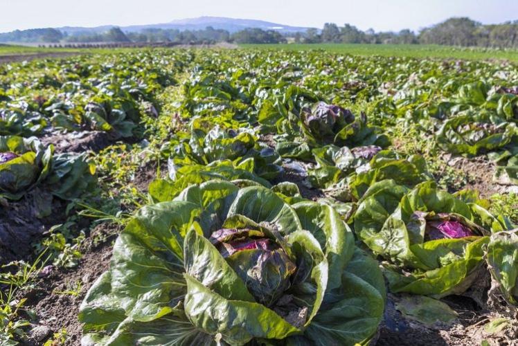 地元や野口北湯沢ファームの新鮮な野菜を使用しています