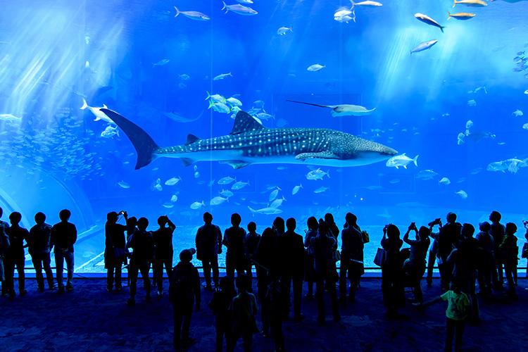 沖縄美ら海水族館