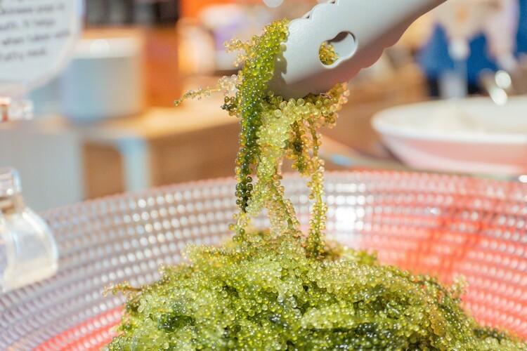 プチプチとした食感がたまらない、沖縄の海の宝石海ぶどう