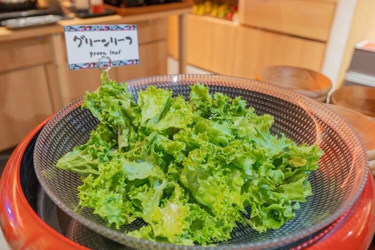 シャキシャキのグリーンリーフ