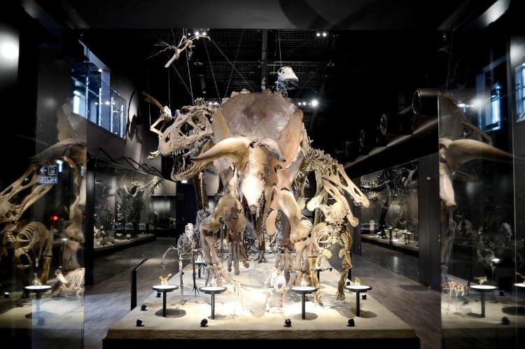 御船町恐竜博物館　写真提供：熊本県観光連盟