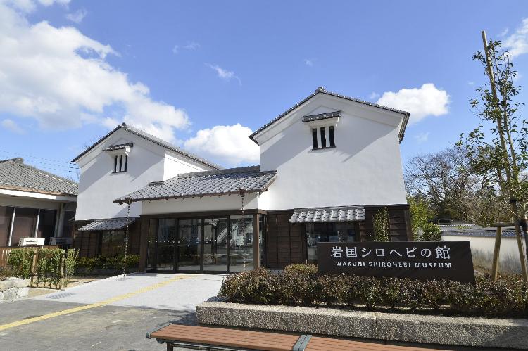 提供元：岩国市観光振興課　シロヘビの館