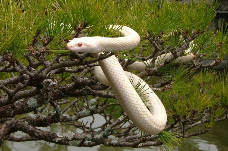 提供元：岩国市観光振興課　岩国の白蛇