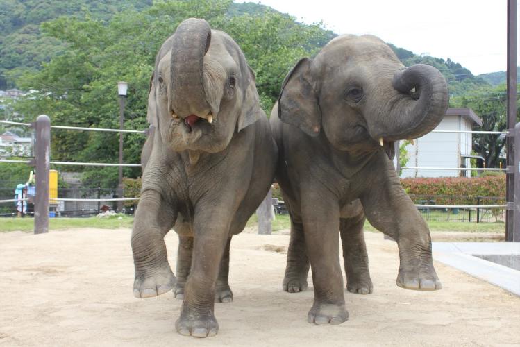 写真提供：周南観光コンベンション協会　徳山動物園　
