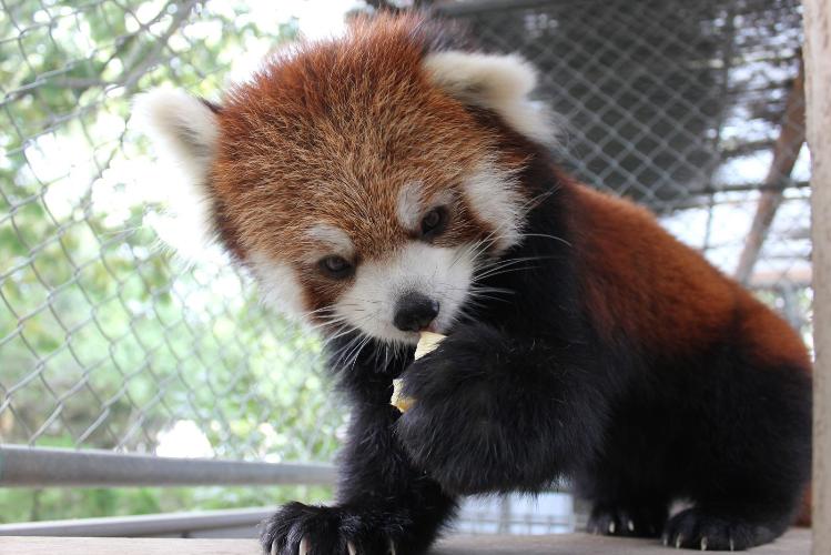 写真提供：周南観光コンベンション協会　徳山動物園
