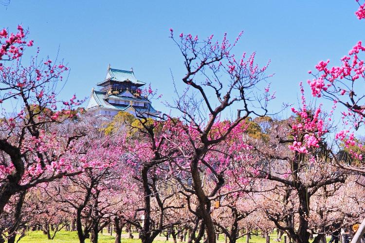 大阪城公園の梅林
