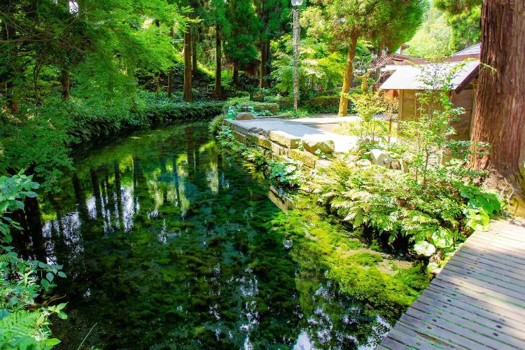 写真提供:熊本県観光連盟 白川水源