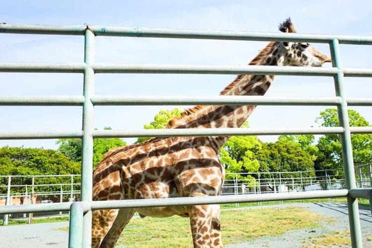 写真提供：熊本県観光連盟　熊本市動植物園