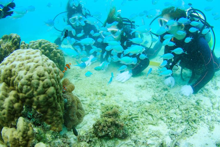 【感動体験ダイビング】なんと?も潜りたくなる神秘的な世界をこ?体験くた?さい。