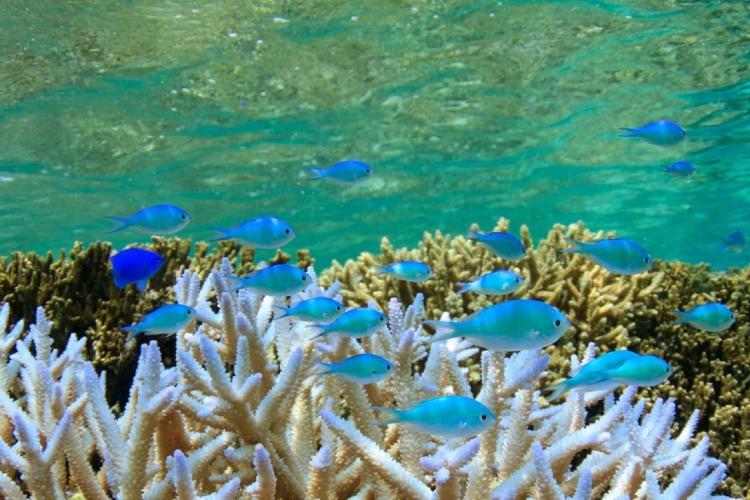 【シギラビーチ（リゾート内）】シギラビーチの中には鮮やかな熱帯魚や珊瑚の世界が広がっています。